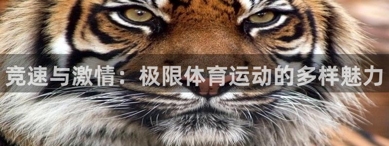 球速体育