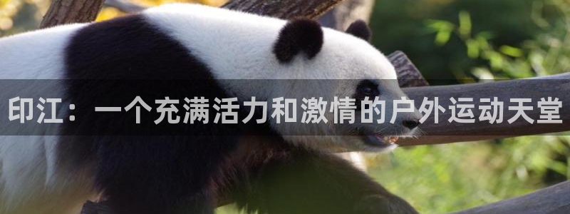 球速体育